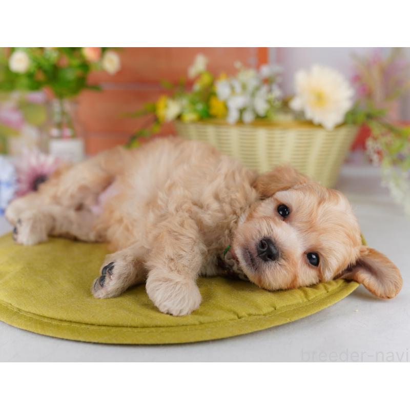 販売中の東京都のミックス犬-422967の3枚目