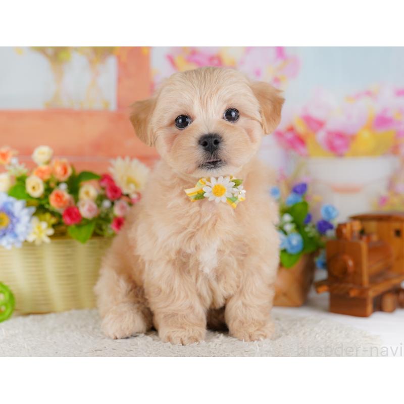 販売中の東京都のミックス犬-422968の1枚目