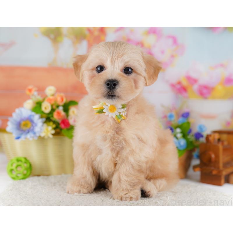 販売中の東京都のミックス犬-422968の7枚目