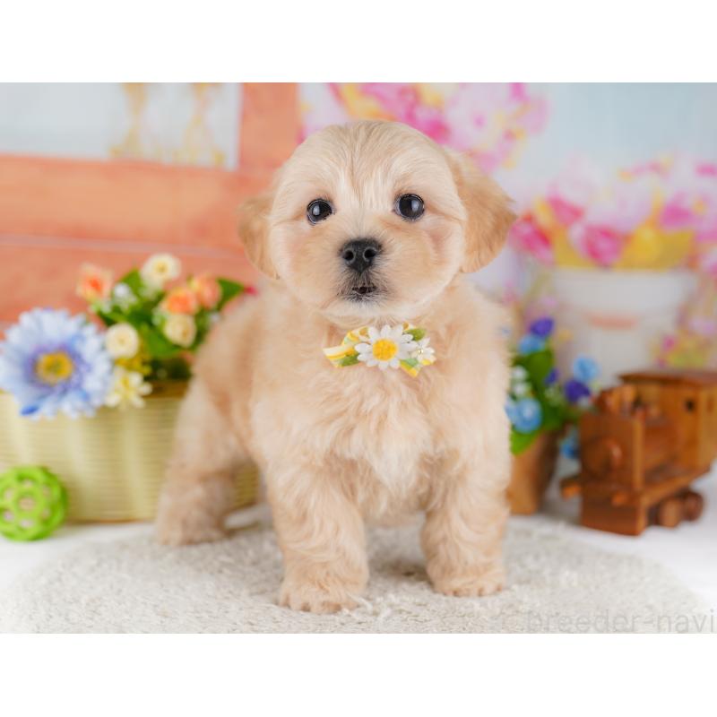 販売中の東京都のミックス犬-422968の6枚目