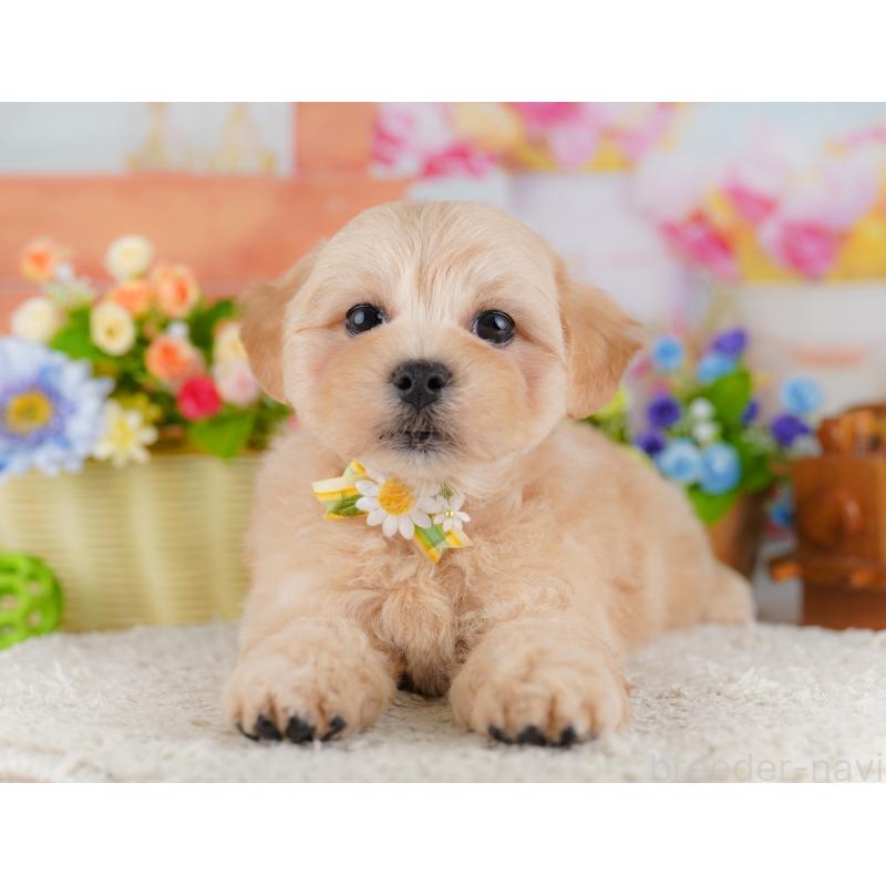 販売中の東京都のミックス犬-422968の5枚目