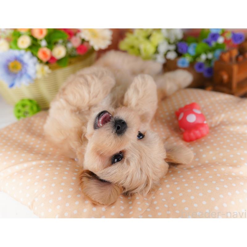 販売中の東京都のミックス犬-422968の4枚目