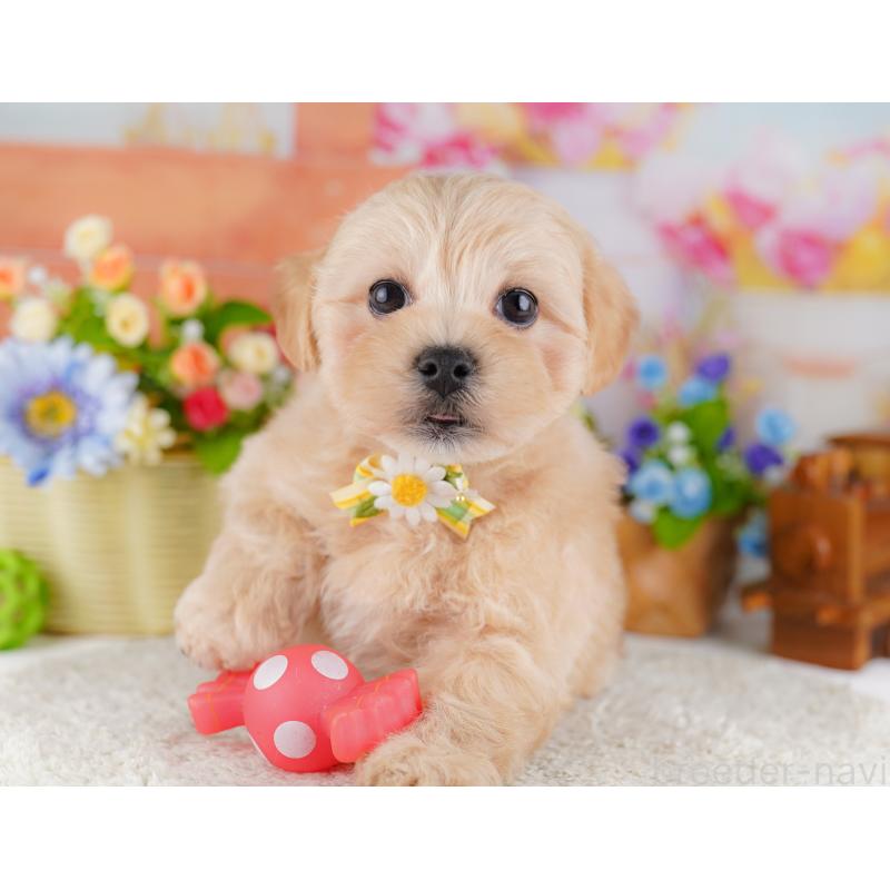 販売中の東京都のミックス犬-422968の3枚目