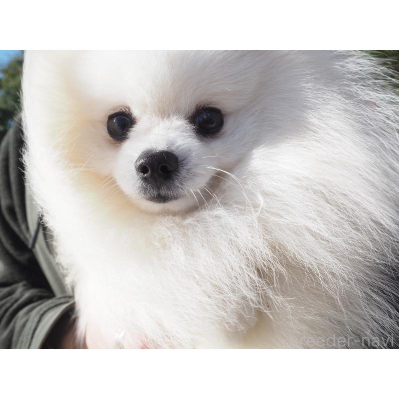 ホイップくん1枚目