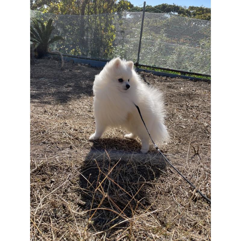 ホイップくん1枚目