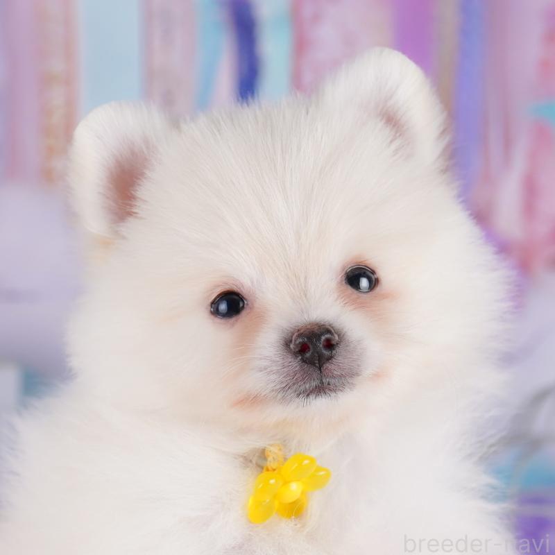 販売中の東京都のポメラニアン-422975の9枚目