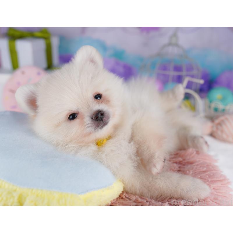 販売中の東京都のポメラニアン-422975の8枚目