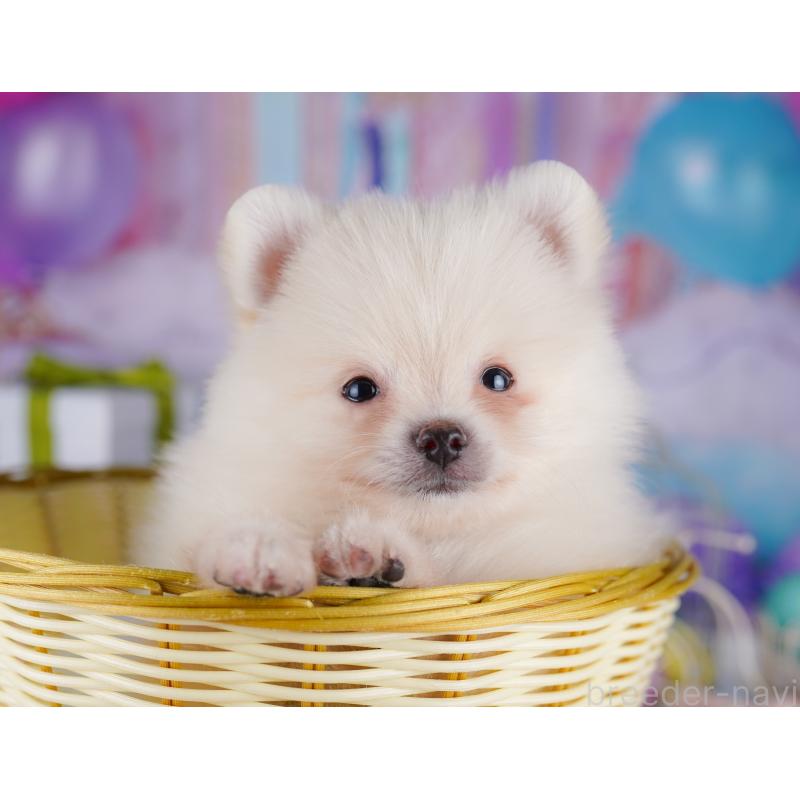 販売中の東京都のポメラニアン-422975の6枚目