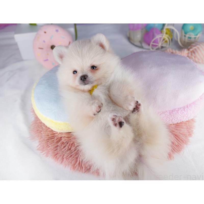 販売中の東京都のポメラニアン-422975の5枚目