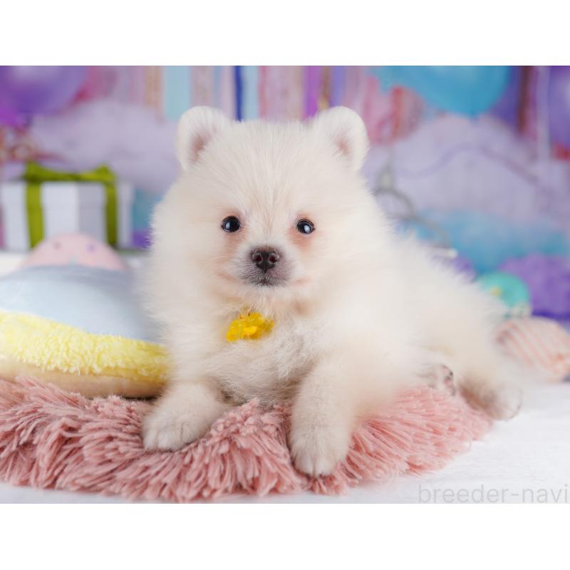 販売中の東京都のポメラニアン-422975の4枚目