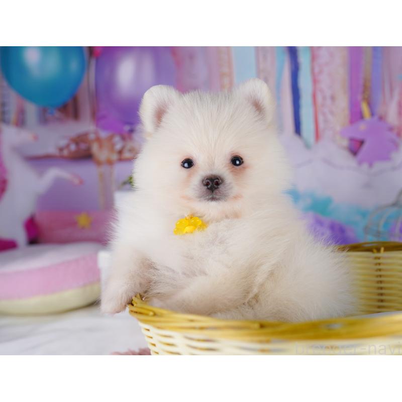 販売中の東京都のポメラニアン-422975の3枚目