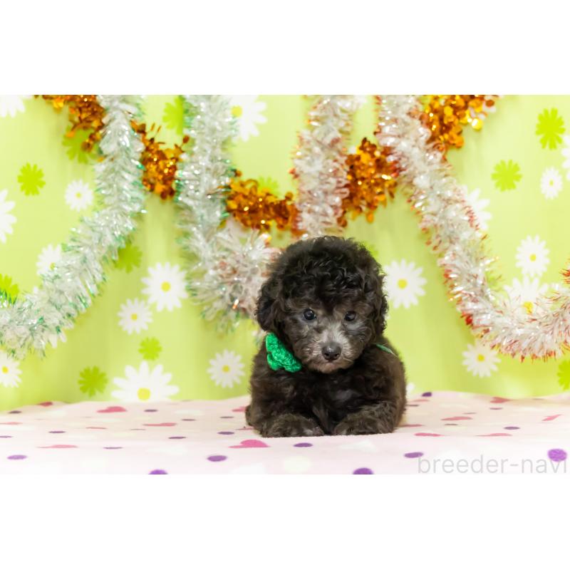 販売中の大分県のタイニープードル-414599の6枚目