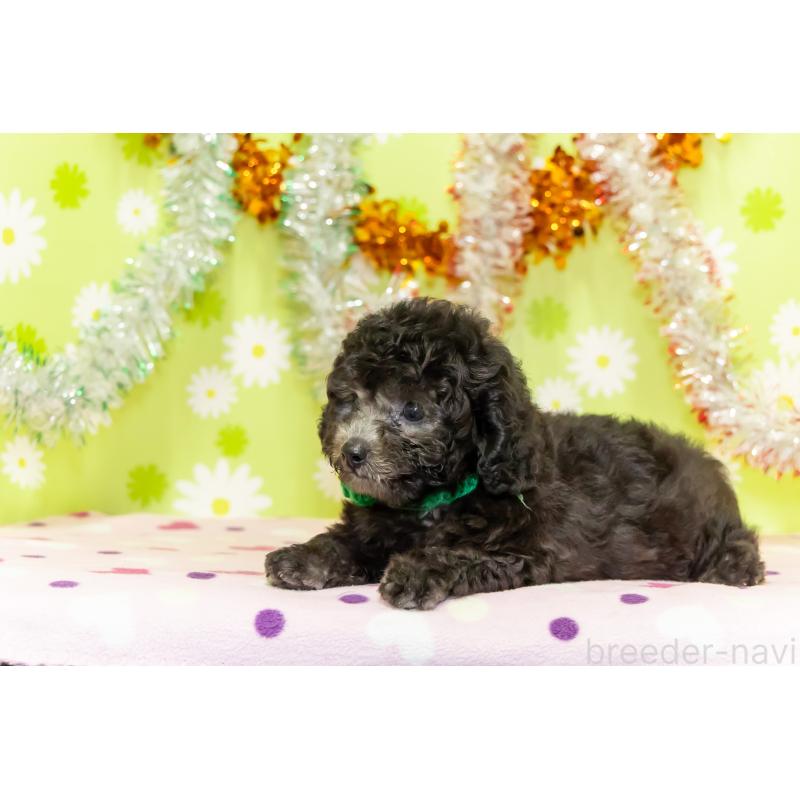 販売中の大分県のタイニープードル-414599の5枚目