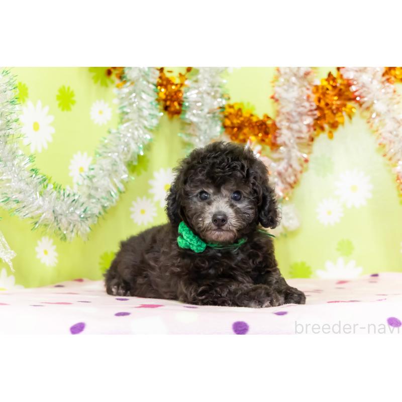 販売中の大分県のタイニープードル-414599の4枚目