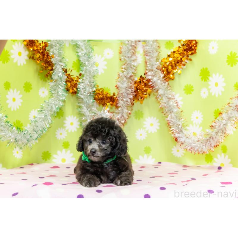 販売中の大分県のタイニープードル-414599の3枚目