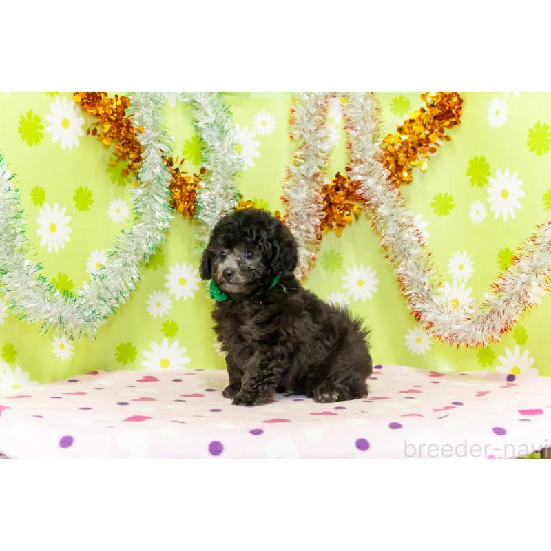 販売中の大分県のタイニープードル-414599の2枚目