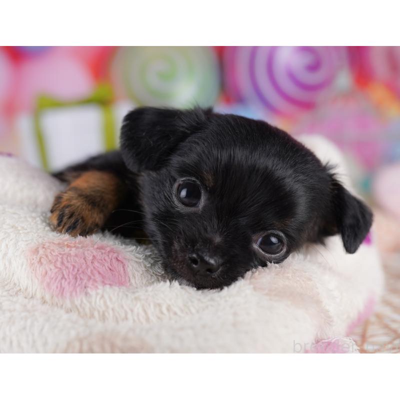 販売中の東京都のチワワ(ロングコート)-422979の8枚目