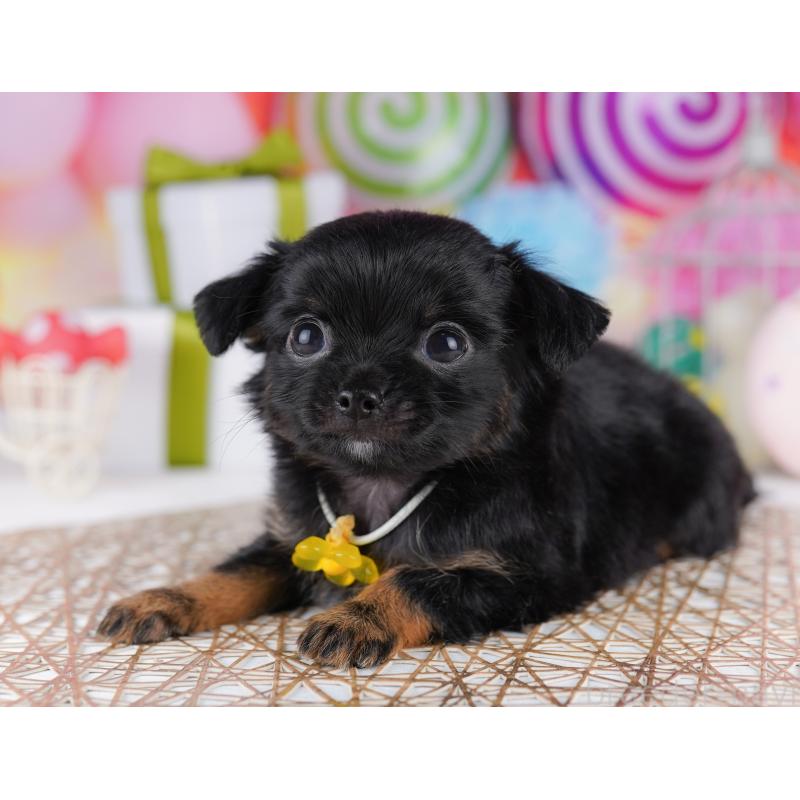 販売中の東京都のチワワ(ロングコート)-422979の7枚目