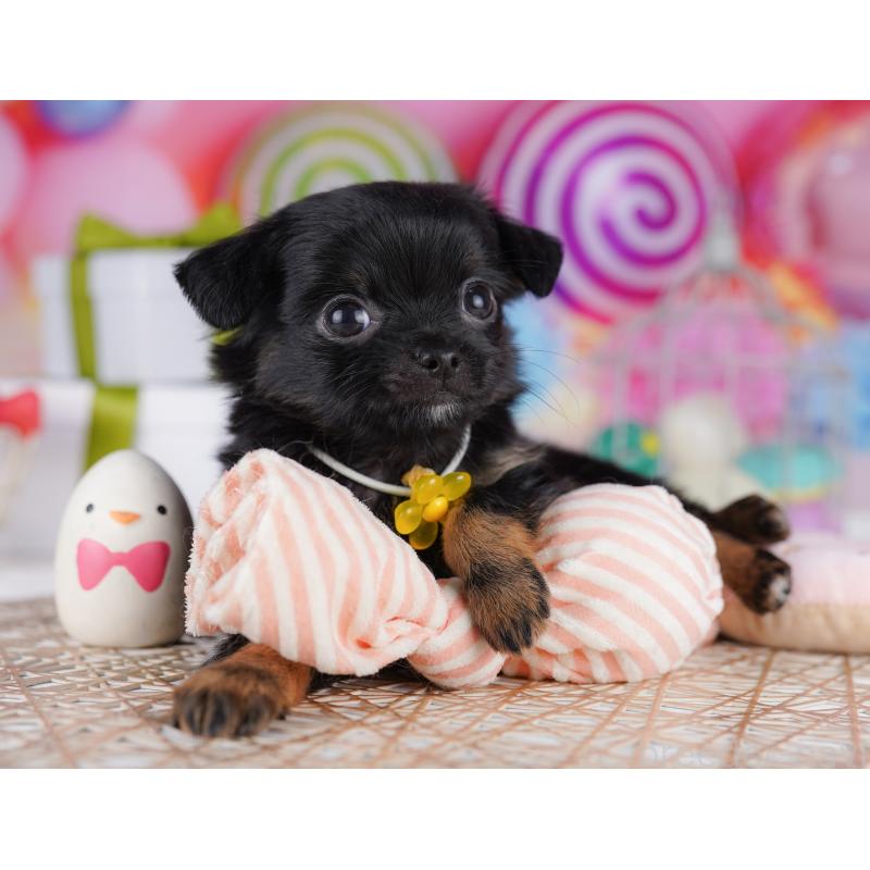 販売中の東京都のチワワ(ロングコート)-422979の6枚目