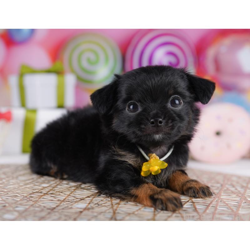 販売中の東京都のチワワ(ロングコート)-422979の5枚目