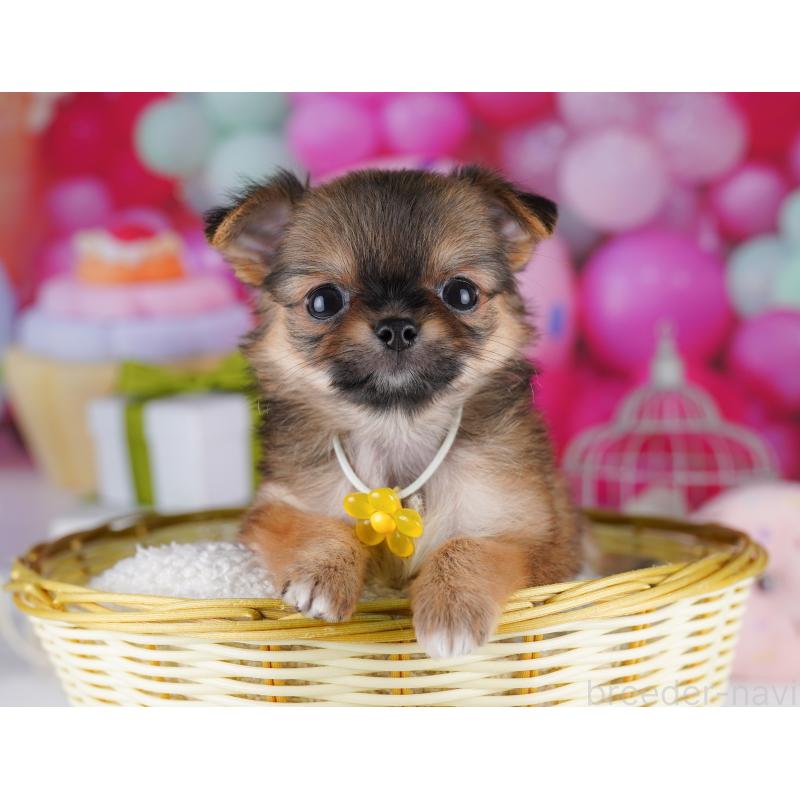 販売中の東京都のチワワ(ロングコート)-422982の7枚目