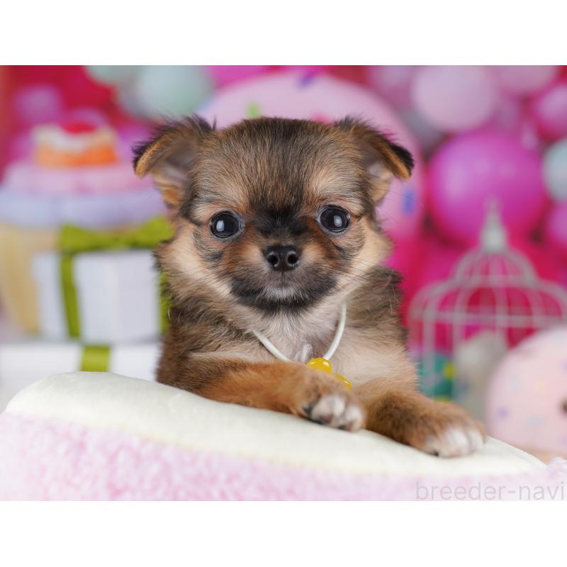 販売中の東京都のチワワ(ロングコート)-422982の6枚目