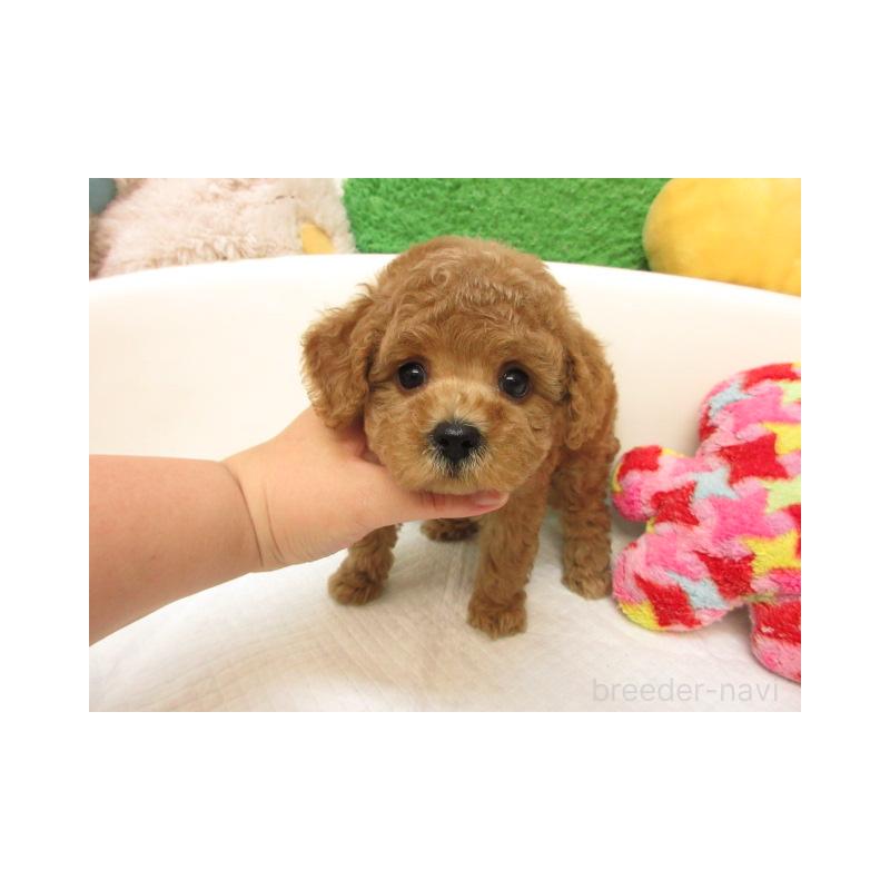 販売中の大阪府のトイプードル-421128の1枚目