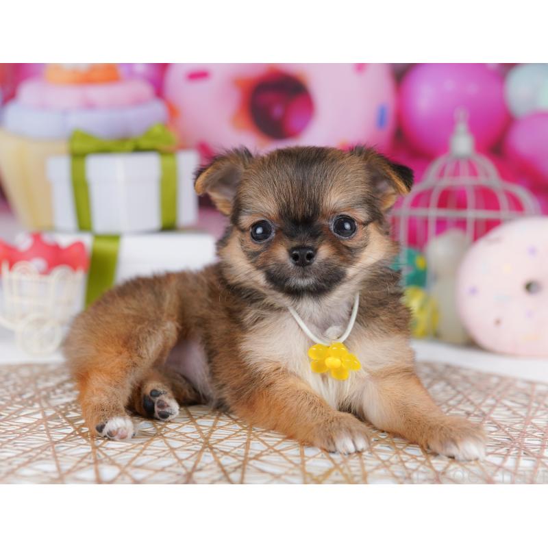 販売中の東京都のチワワ(ロングコート)-422982の4枚目