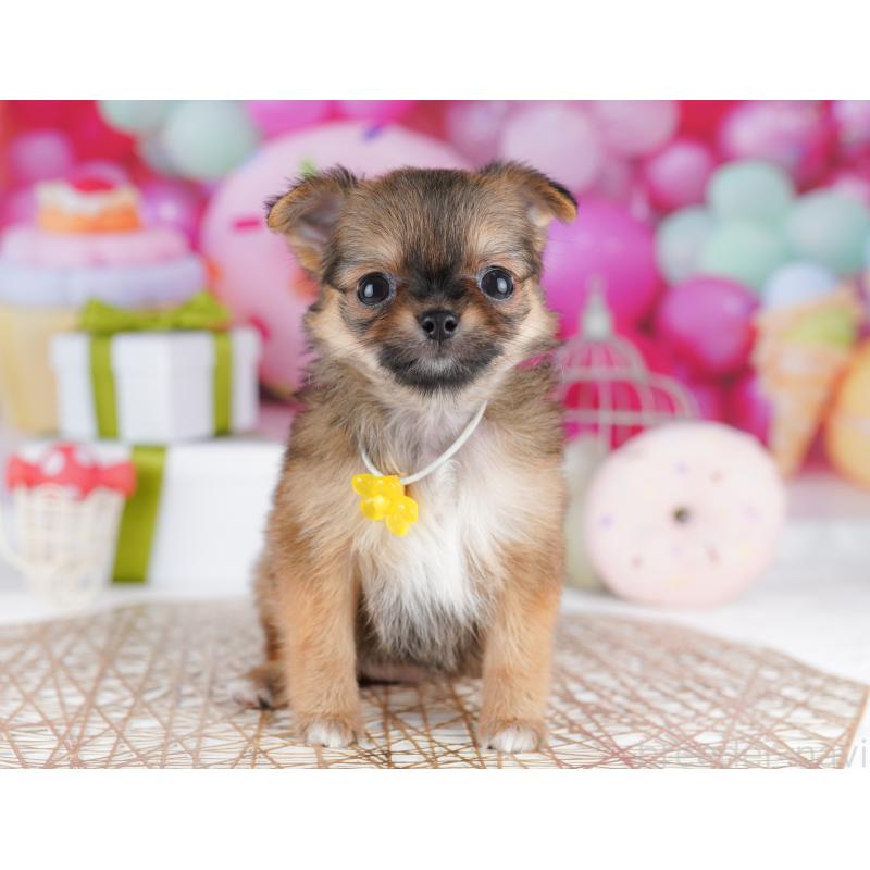 販売中の東京都のチワワ(ロングコート)-422982の3枚目