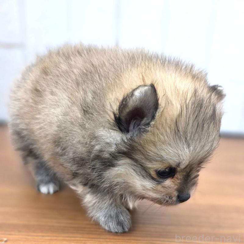 販売中の茨城県のポメラニアン-421127の2枚目