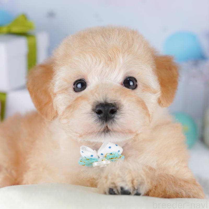 販売中の東京都のトイプードル-422985の9枚目