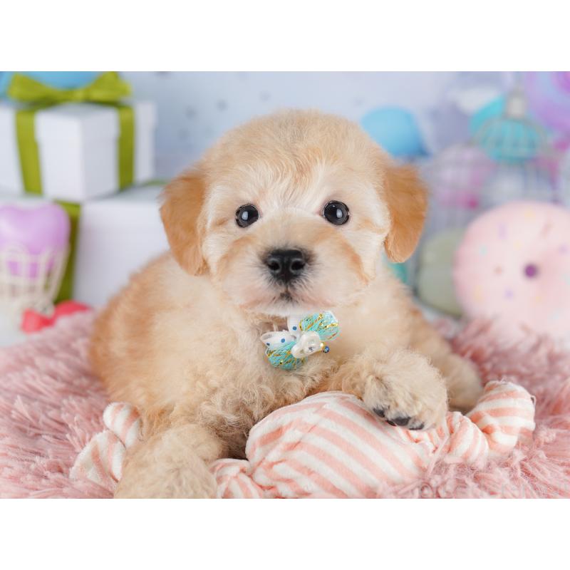 販売中の東京都のトイプードル-422985の8枚目