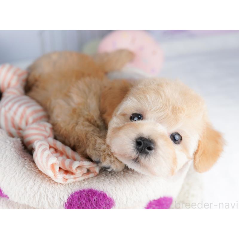 販売中の東京都のトイプードル-422985の7枚目