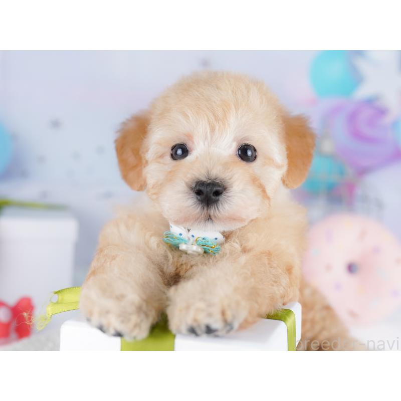 販売中の東京都のトイプードル-422985の6枚目