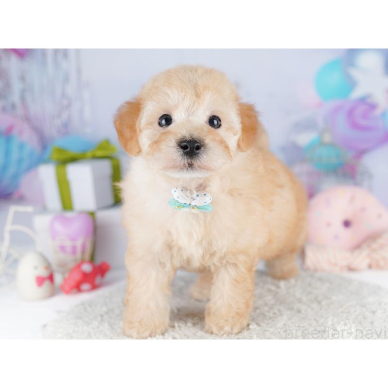 販売中の東京都のトイプードル-422985の5枚目