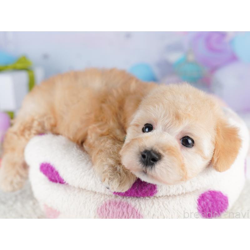 販売中の東京都のトイプードル-422985の4枚目