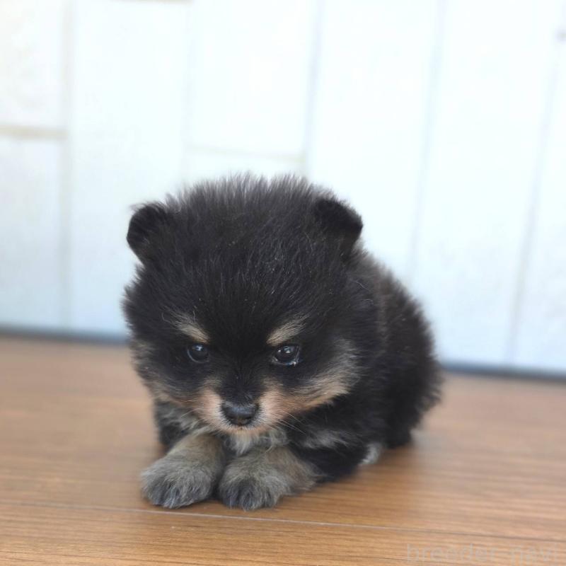 販売中の茨城県のポメラニアン-421132の5枚目