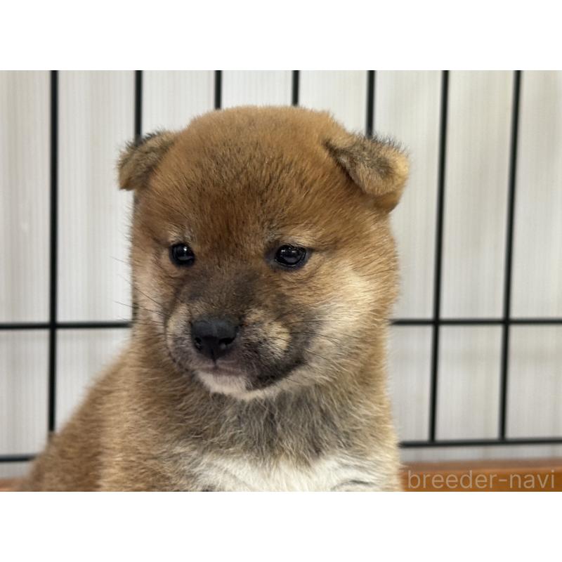 販売中の岡山県の柴犬-421145の5枚目