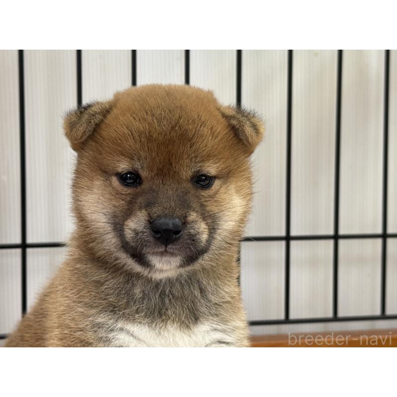 販売中の岡山県の柴犬-421145の4枚目