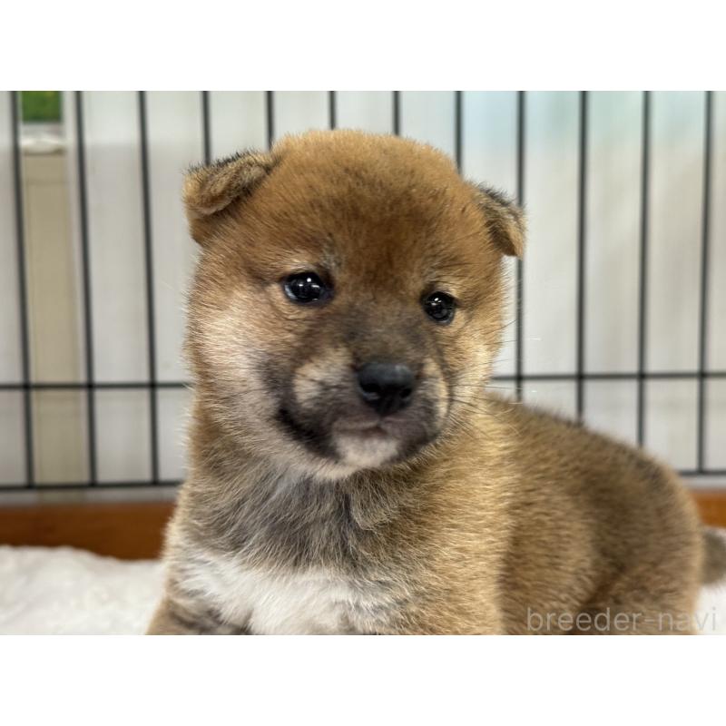 販売中の岡山県の柴犬-421145の3枚目