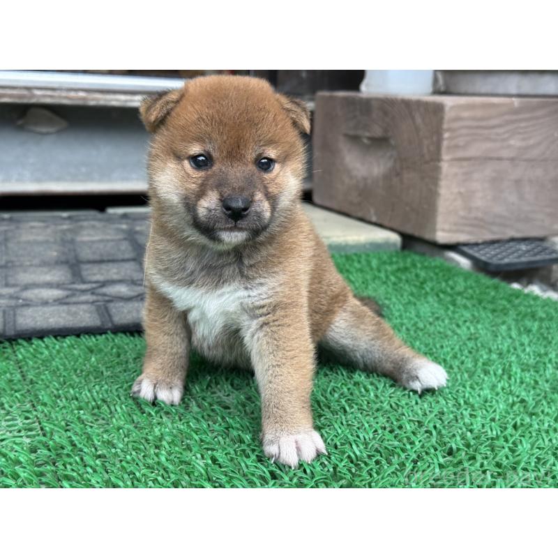 販売中の岡山県の柴犬-421145の2枚目