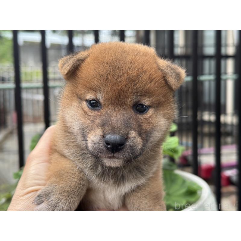 販売中の岡山県の柴犬-421145の1枚目