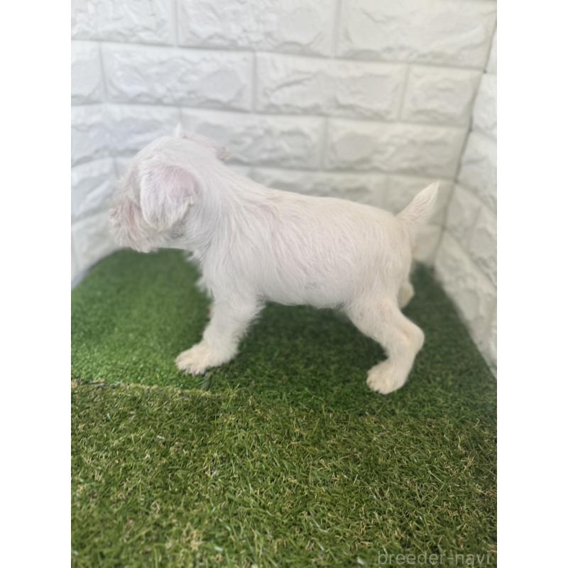 商談中の東京都のミニチュアシュナウザー-420335の3枚目