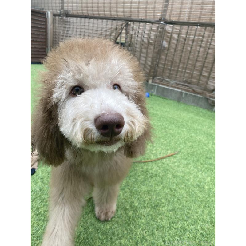 販売中の茨城県のスタンダードプードル-396926の3枚目