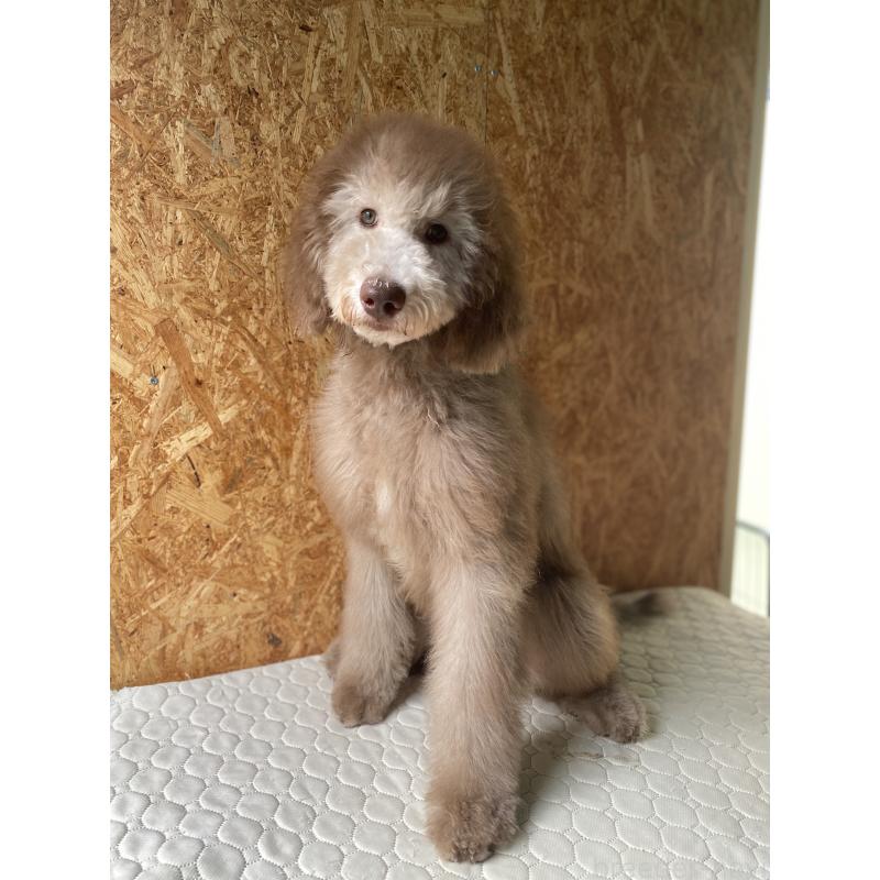 販売中の茨城県のスタンダードプードル-396926の2枚目