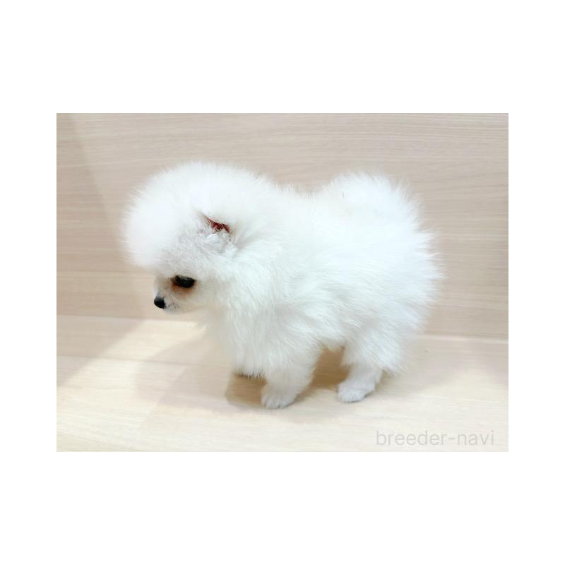 販売中の東京都のポメラニアン-421161の5枚目