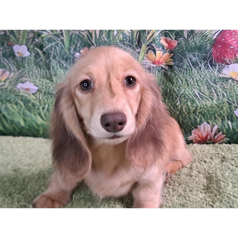 成約済の愛知県のミニチュアダックスフンド(ロングヘアード)-403759の5枚目