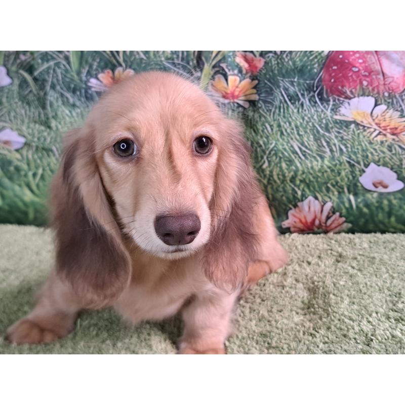 成約済の愛知県のミニチュアダックスフンド(ロングヘアード)-403759の4枚目