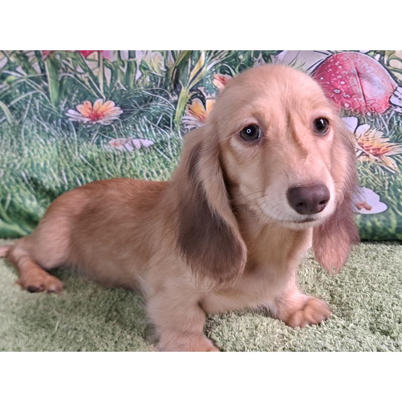 成約済の愛知県のミニチュアダックスフンド(ロングヘアード)-403759の3枚目