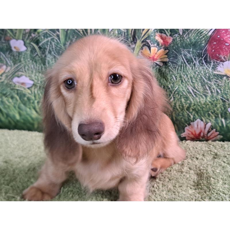 成約済の愛知県のミニチュアダックスフンド(ロングヘアード)-403759の2枚目